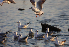 ���R�����߂�