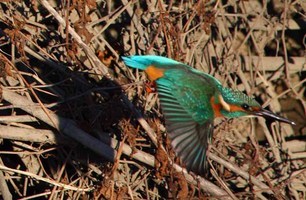 ���R�����߂�