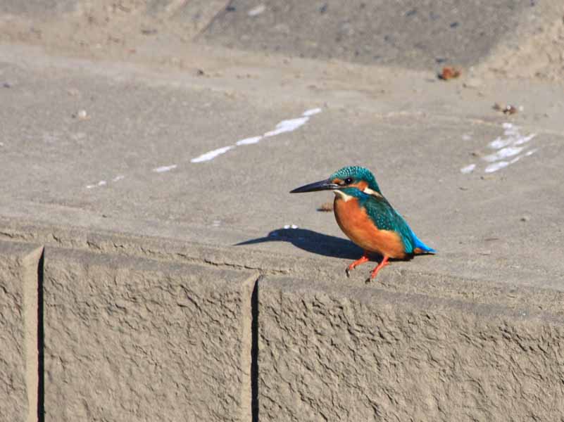 ���R�����߂�