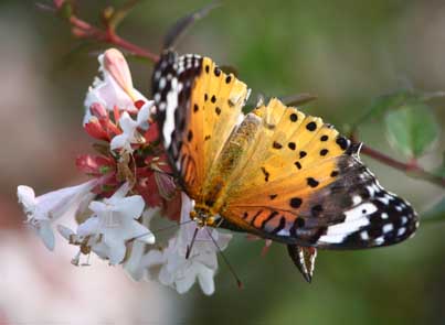 ���R�����߂�