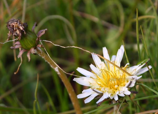 ���R�����߂�