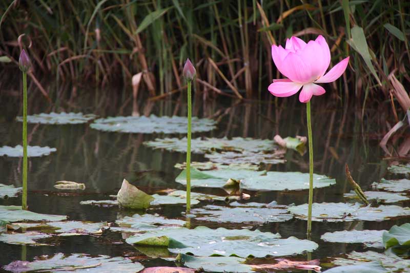 ���R�����߂�