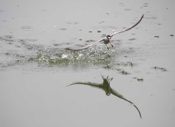 ���R�����߂�