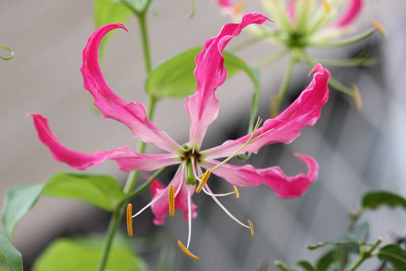 ���R�����߂�