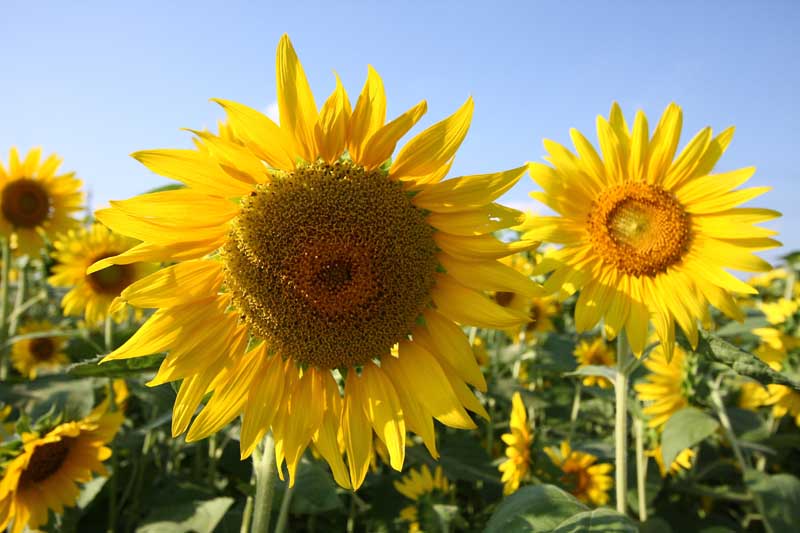 ���R�����߂�