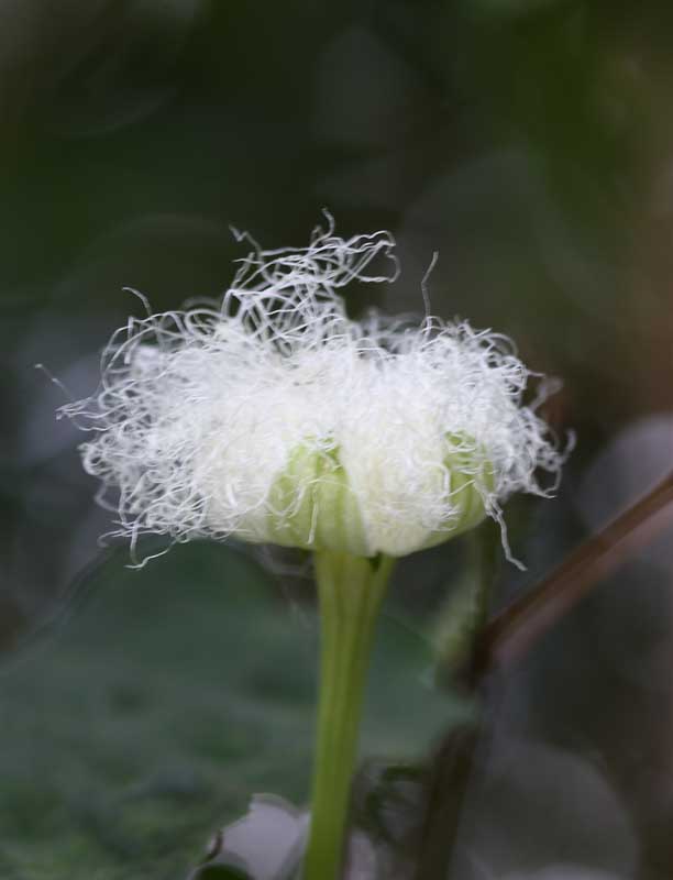 ���R�����߂�