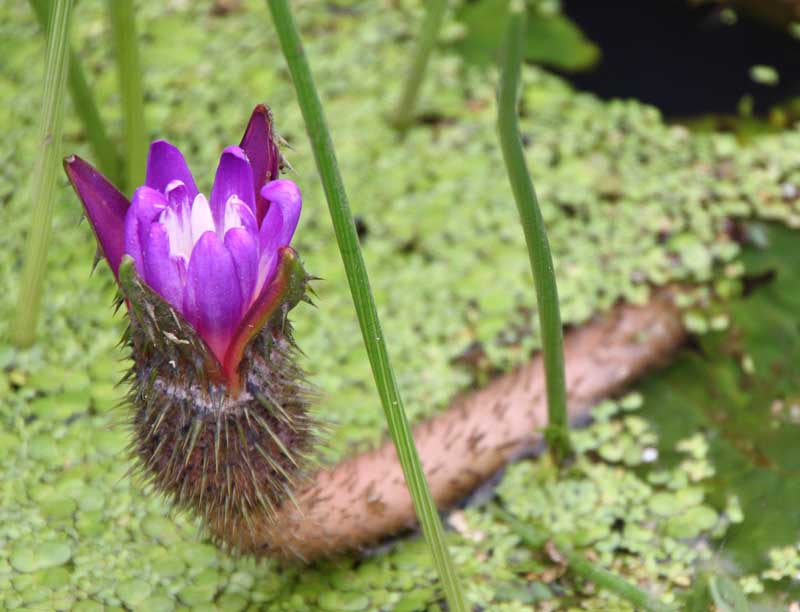 ���R�����߂�