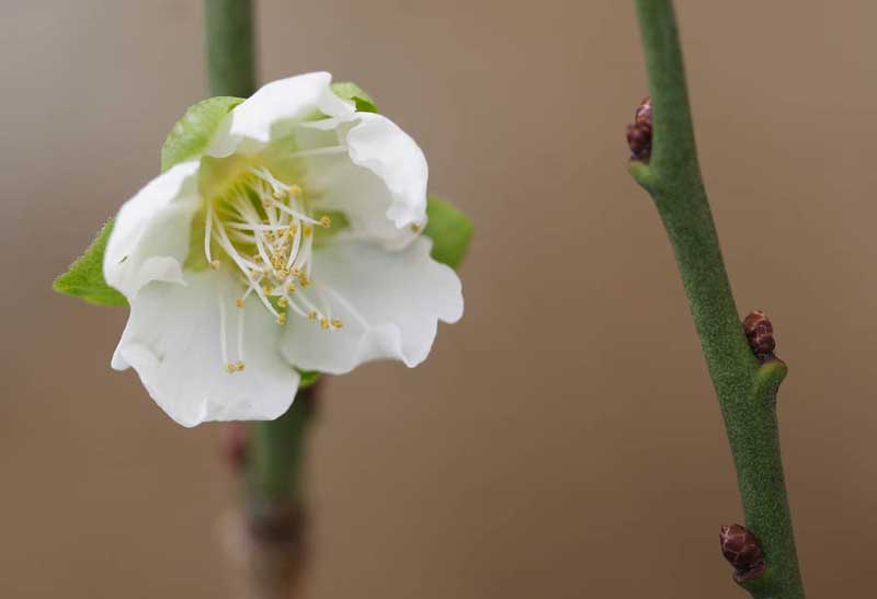 ���R�����߂�