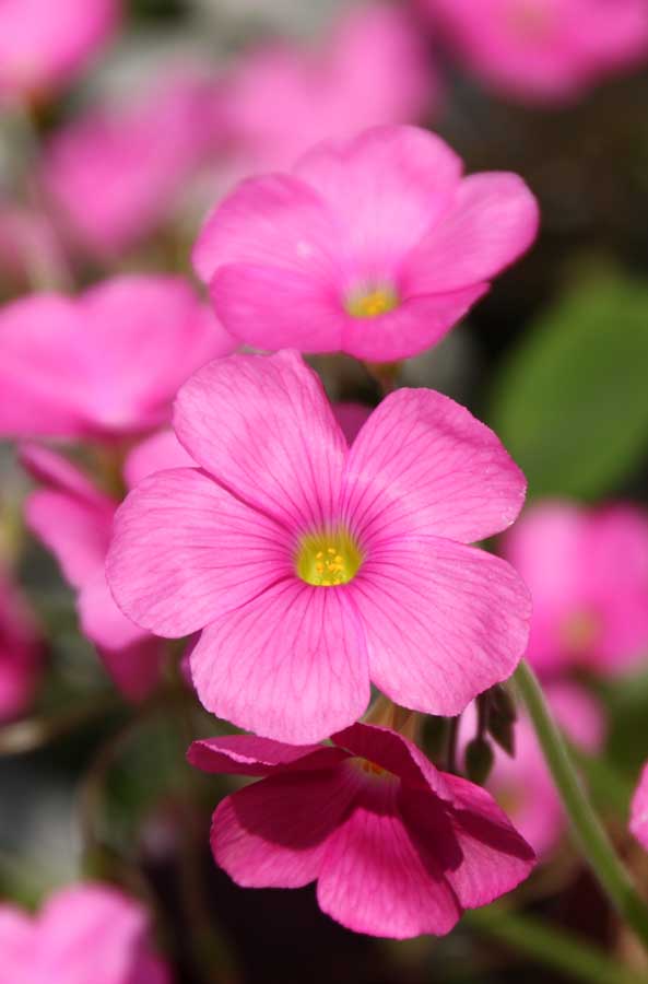 ���R�����߂�