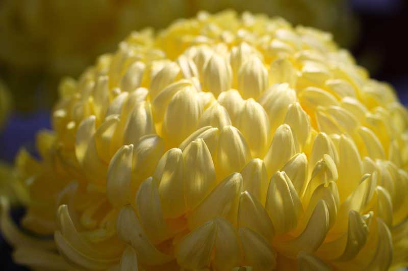 ���R�����߂�