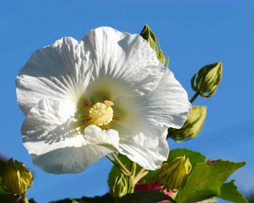 ���R�����߂�