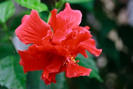 ���R�����߂�