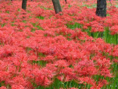 ���R�����߂�