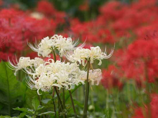 ���R�����߂�