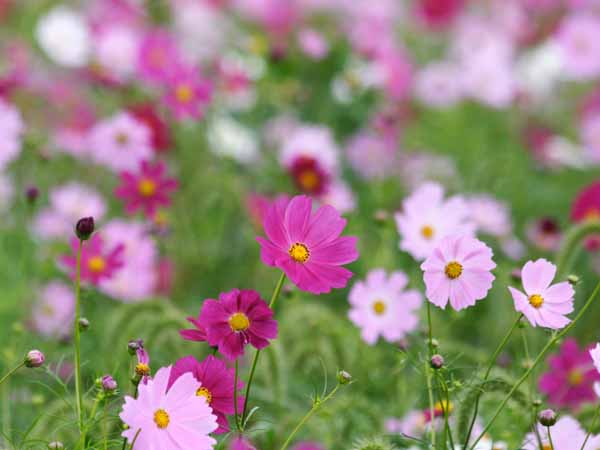 ���R�����߂�