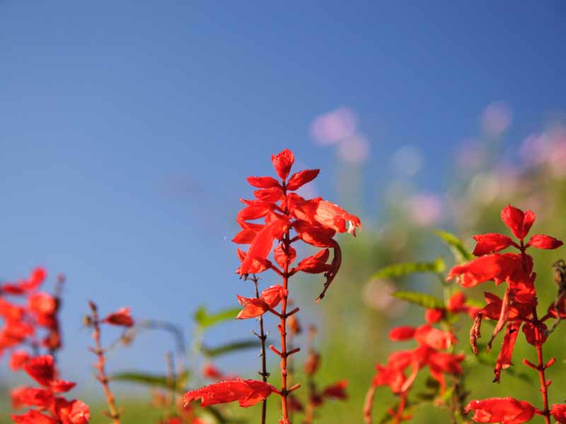 ���R�����߂�