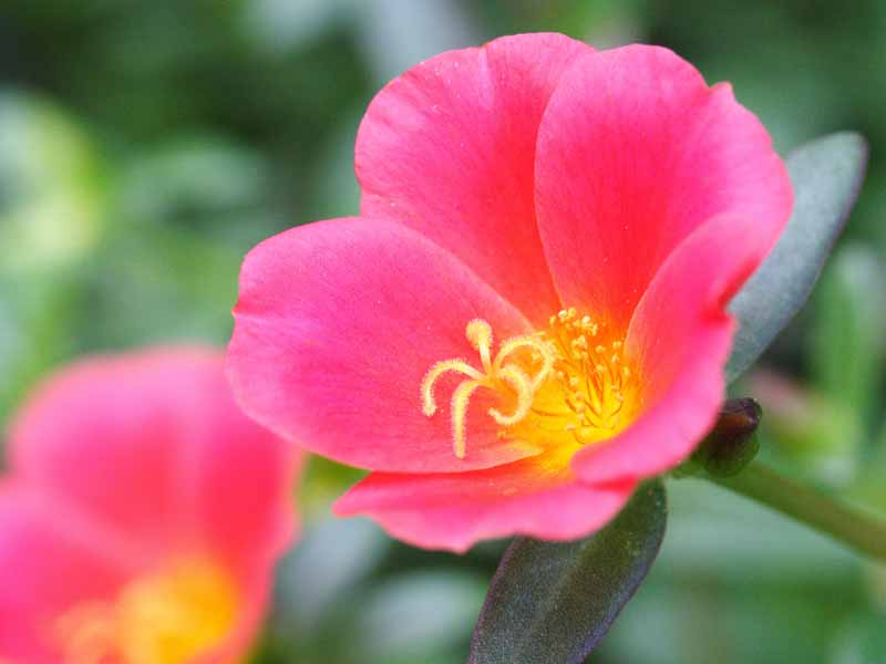 ���R�����߂�