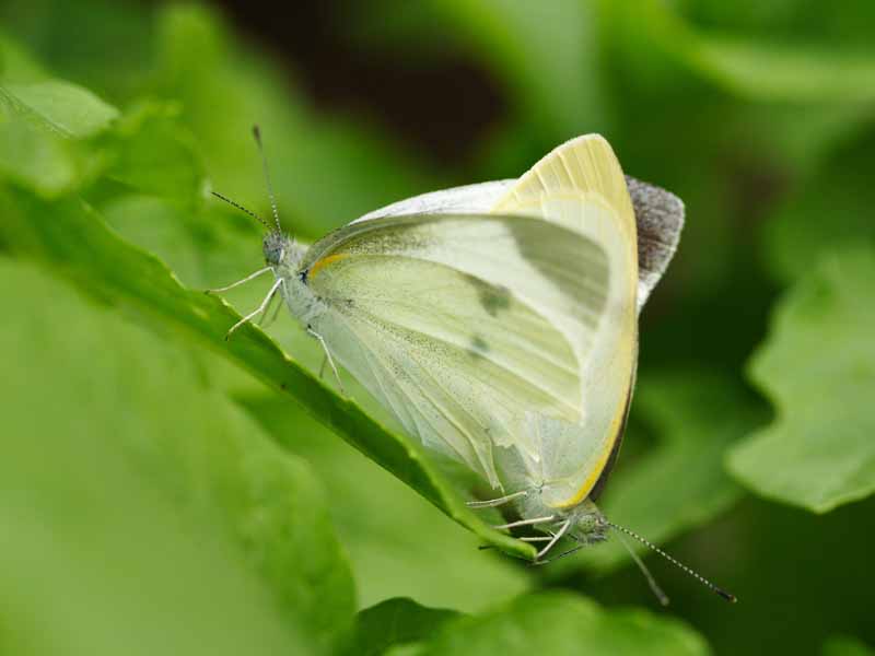 ���R�����߂�