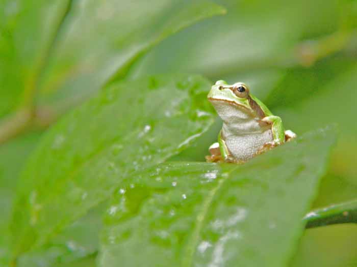 ���R�����߂�