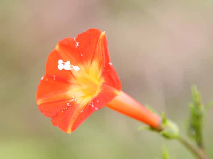 ���R�����߂�