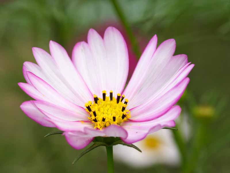 ���R�����߂�