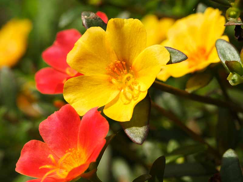 ���R�����߂�