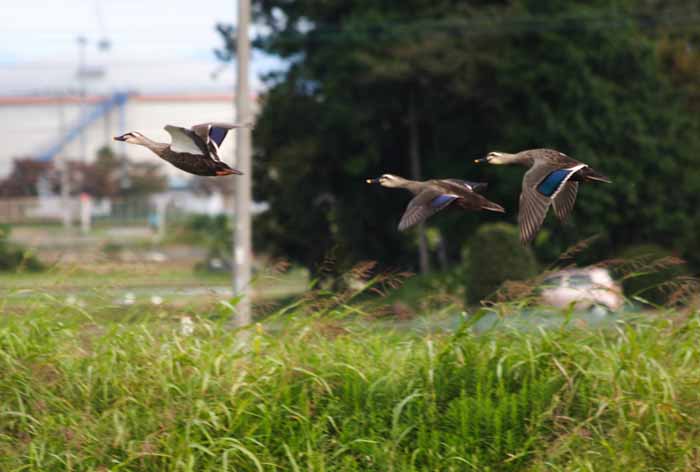 ���R�����߂�