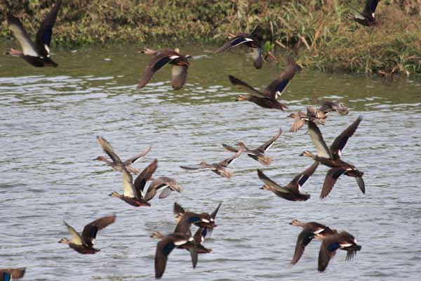 ���R�����߂�