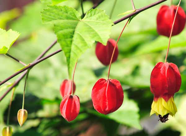 ���R�����߂�