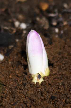 ���R�����߂�