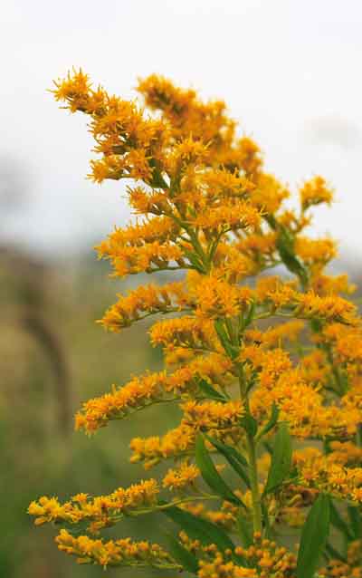 ���R�����߂�