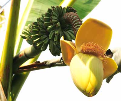 ���R�����߂�