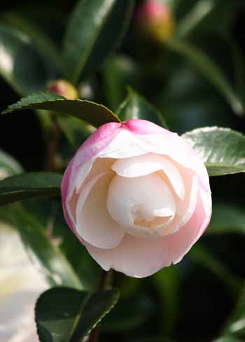 ���R�����߂�