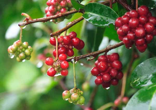 ���R�����߂�