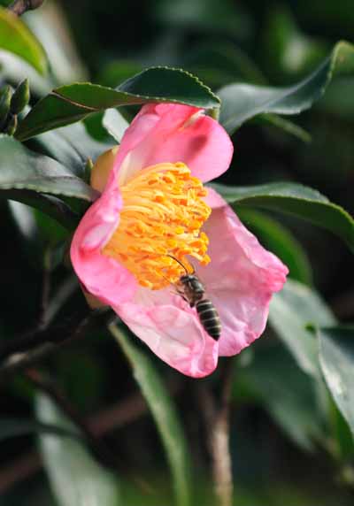 ���R�����߂�