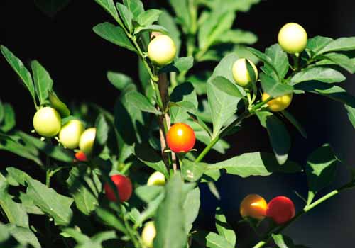 ���R�����߂�