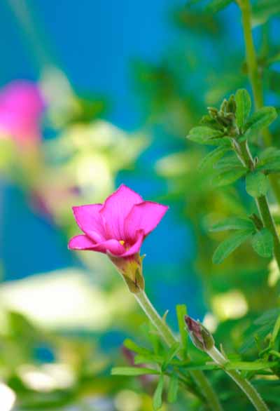 ���R�����߂�