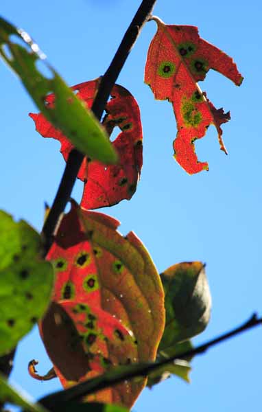 ���R�����߂�