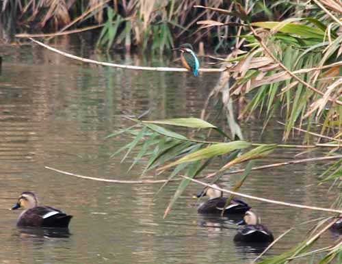 ���R�����߂�