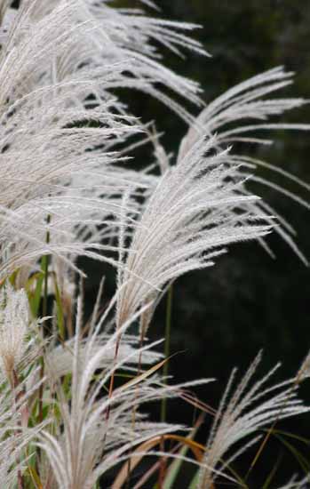 ���R�����߂�