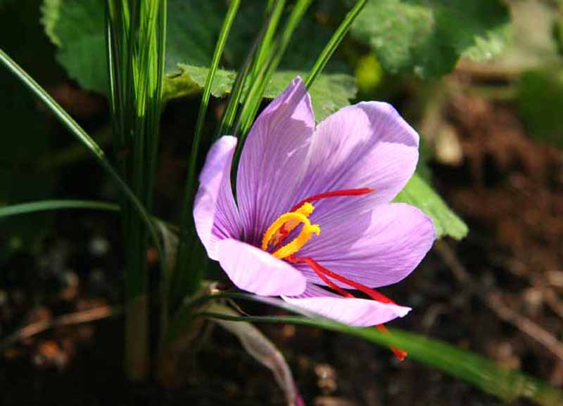 ���R�����߂�