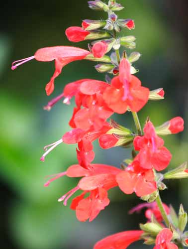 ���R�����߂�