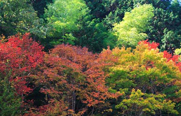 ���R�����߂�