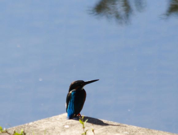 ���R�����߂�