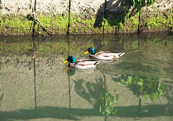 ���R�����߂�