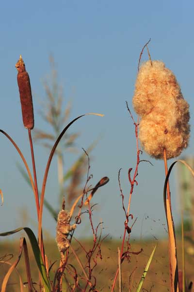 ���R�����߂�