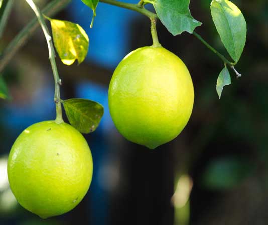 ���R�����߂�