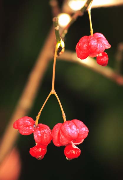 ���R�����߂�