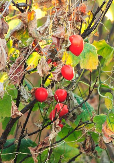 ���R�����߂�