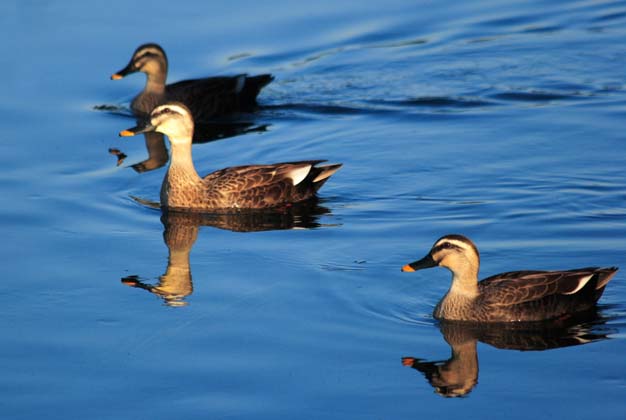 ���R�����߂�